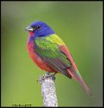 _0SB0387 painted bunting